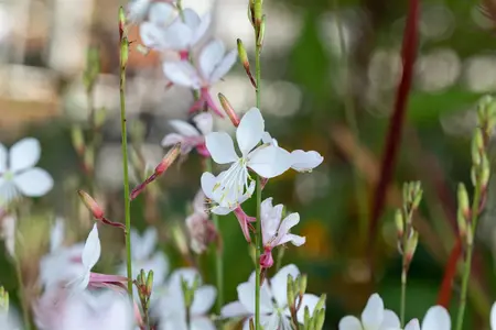 Gaura lindh. 'Short Form' - 1.5 Ltr pot
