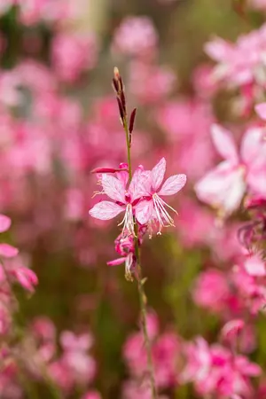 Gaura lindh. 'Siskiyou Pink' - PLUG/CELGROWN 104 CEL TRAY - image 1