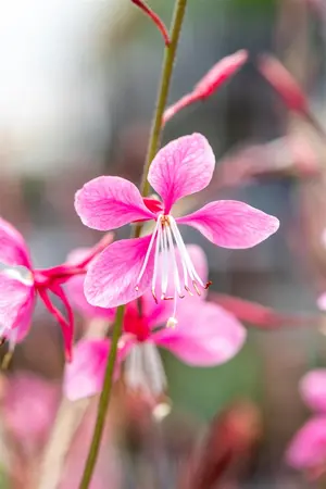 Gaura lindh. 'Siskiyou Pink' - PLUG/CELGROWN 104 CEL TRAY - image 4