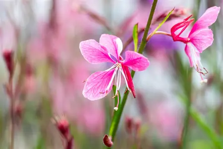 Gaura lindh. 'Siskiyou Pink' - PLUG/CELGROWN 104 CEL TRAY - image 2