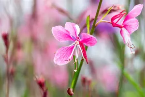 Gaura lindh. 'Siskiyou Pink' - PLUG/CELGROWN 104 CEL TRAY - image 2