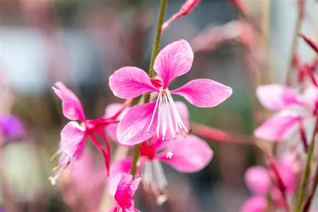 Gaura lindh. 'Siskiyou Pink' - PLUG/CELGROWN 104 CEL TRAY - image 3