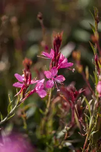 Gaura lindh. 'Snowbird'
