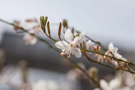 Gaura lindh. 'Snowbird' - PLUG/CELGROWN 104 CEL TRAY - image 3