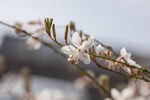 Gaura lindh. 'Snowbird' - PLUG/CELGROWN 104 CEL TRAY - image 3