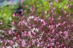 Gaura lindh. 'Snowbird' - PLUG/CELGROWN 104 CEL TRAY - image 5