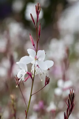 Gaura lindh. 'Summer Breeze' - P9 - image 1