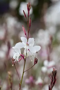 Gaura lindh. 'Summer Breeze'