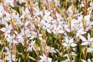 Gaura lindh. 'Whirling Butterflies' - P9 - image 4