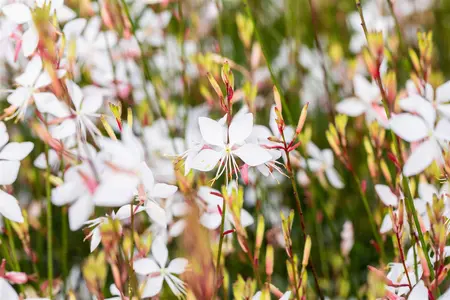 Gaura lindh. 'Whirling Butterflies' - P9 - image 2