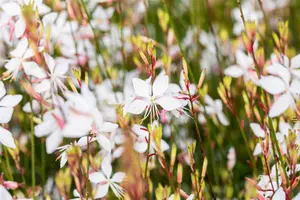 Gaura lindh. 'Whirling Butterflies' - P9 - image 2