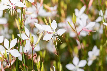 Gaura lindh. 'Whirling Butterflies' - P9 - image 3