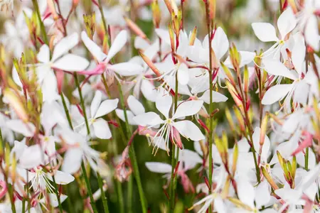Gaura lindh. 'Whirling Butterflies' - P9 - image 4