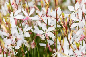 Gaura lindh. 'Whirling Butterflies' - P9 - image 4