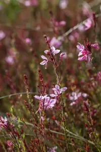 Gaura lindh. 'White Dove' - PLUG/CELGROWN 104 CEL TRAY - image 4