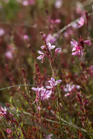 Gaura lindh. 'White Dove' - 3 Ltr pot - image 4