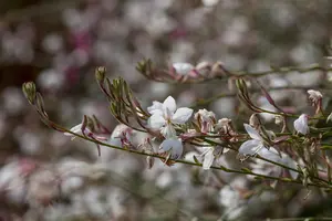 Gaura lindh. 'White Dove' - PLUG/CELGROWN 104 CEL TRAY - image 2