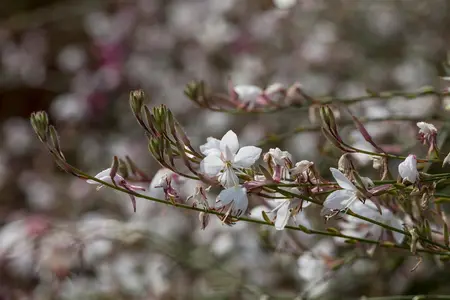 Gaura lindh. 'White Dove' - 3 Ltr pot - image 2