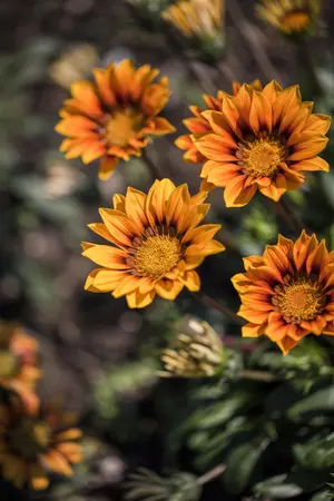 GAZANIA MIX 6 Pk - image 1