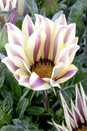 GAZANIA MIX 6 Pk - image 5