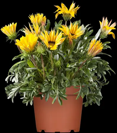 GAZANIA MIX 6 Pk - image 3