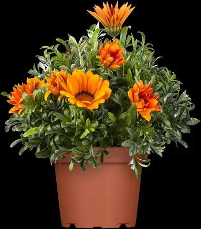 GAZANIA MIX 6 Pk - image 4
