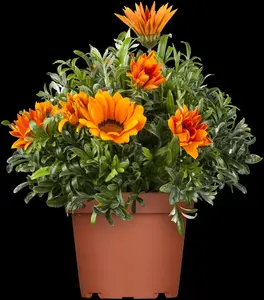 GAZANIA MIX 6 Pk - image 4
