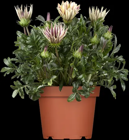 GAZANIA MIX 6 Pk - image 2