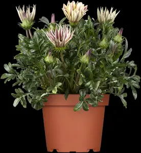 GAZANIA MIX 6 Pk - image 2