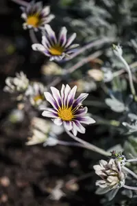 Gazania rigens - 2 Ltr pot - image 1