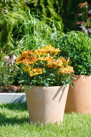 Gazania rigens - 2 Ltr pot - image 2