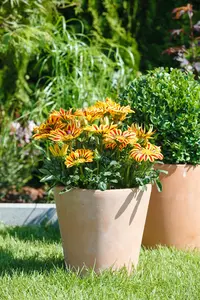 Gazania rigens - 2 Ltr pot - image 2