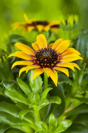 Gazania rigens - 2 Ltr pot - image 5