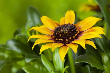Gazania rigens - 2 Ltr pot - image 3