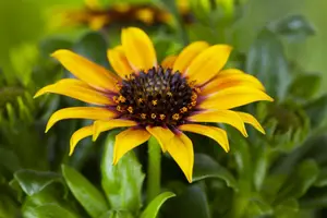 Gazania rigens - 2 Ltr pot - image 4