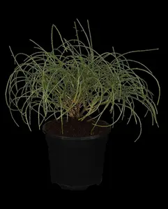 Genista lydia