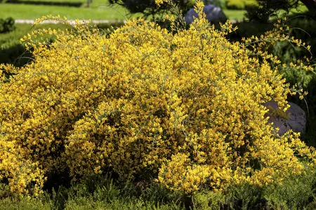 Genista lydia - 40-50 CM C4 - image 5