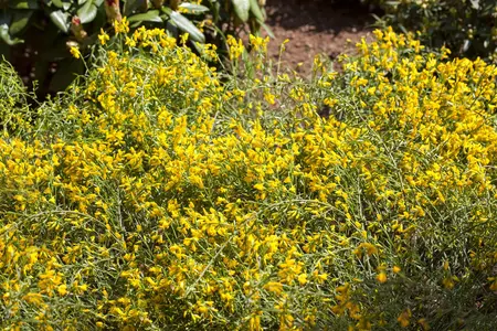 Genista lydia - 80-100 CM C20 - image 1