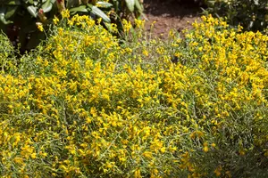 Genista lydia - 80-100 CM C20 - image 1