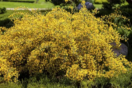 Genista lydia - 80-100 CM C20 - image 2