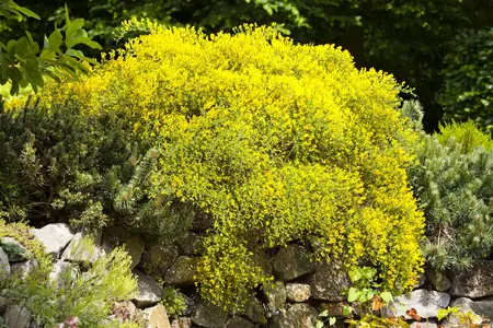 Genista lydia - 80-100 CM C20 - image 3