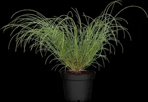 Genista lydia - 2 Ltr pot - image 4
