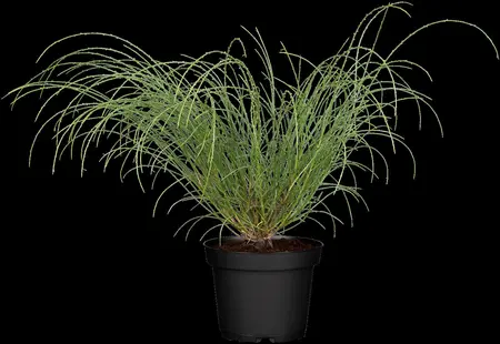 Genista lydia - 40-50 CM C4 - image 4