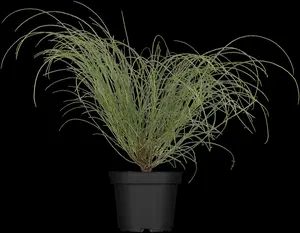 Genista lydia - 30-40 CM C2 - image 3