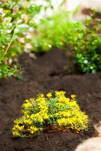 Genista pilosa 'Lemon Spreader' - 2 Ltr pot - image 2