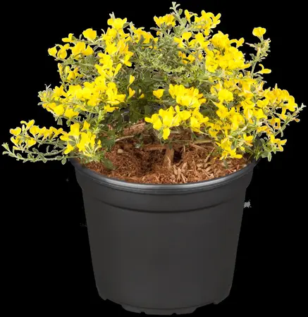 Genista pilosa 'Lemon Spreader' - 2 Ltr pot - image 1