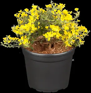 Genista pilosa 'Lemon Spreader'