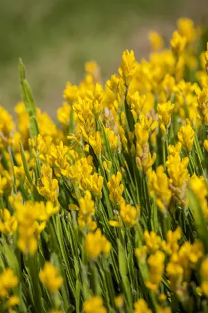 Genista sagittalis - 15-20 CM C2
