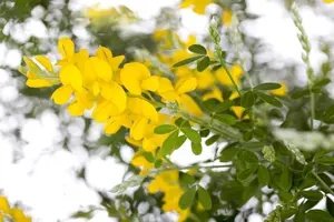 Genista spachiana