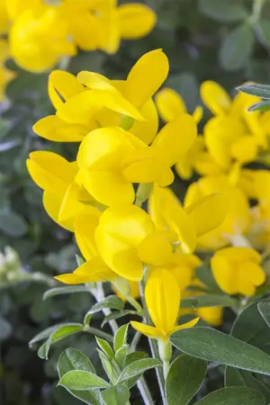 Genista tinctoria - 2 Ltr pot - image 1